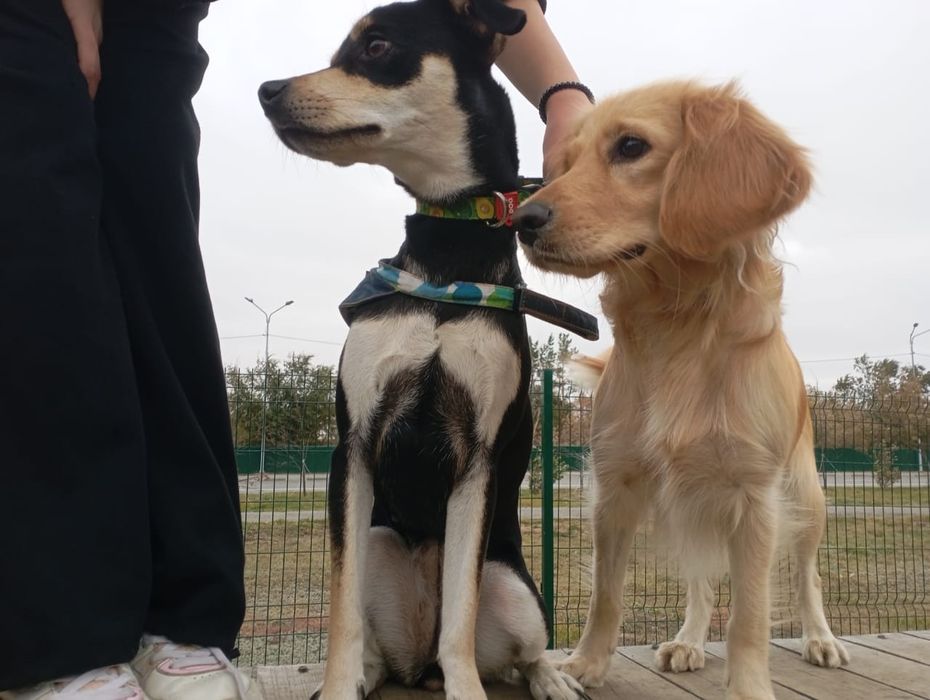 Пропала Собака, Гера