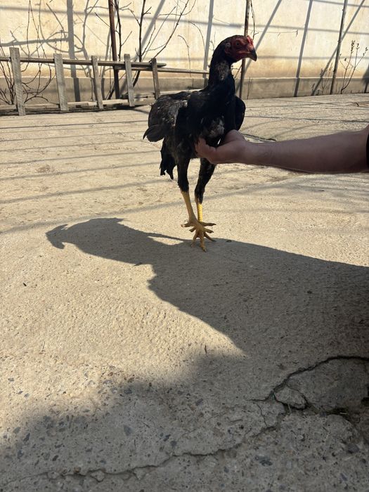 Даканы 5 меяцячние