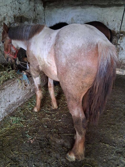 De vanzare 2 manz  10 luni are  9 luni negociabil