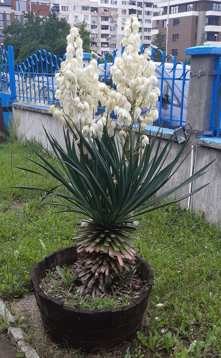 Продавам палма юки  с бъчви