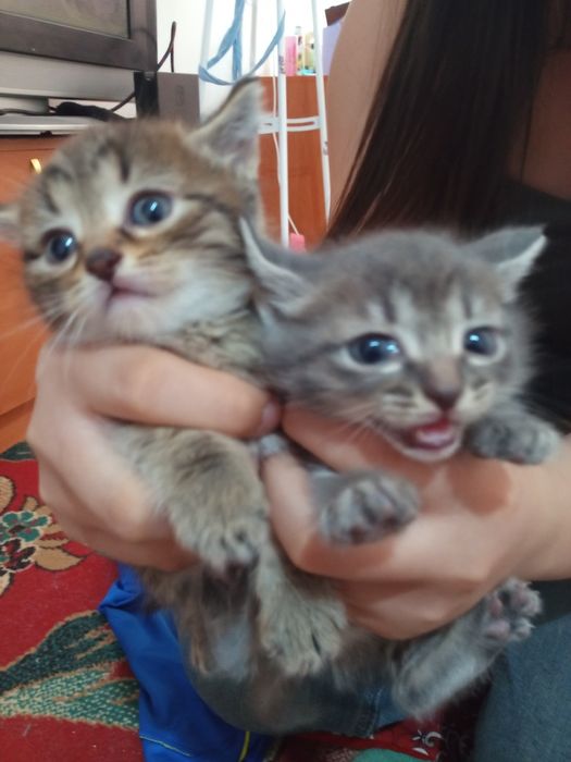 Отдам котят в добрые руки