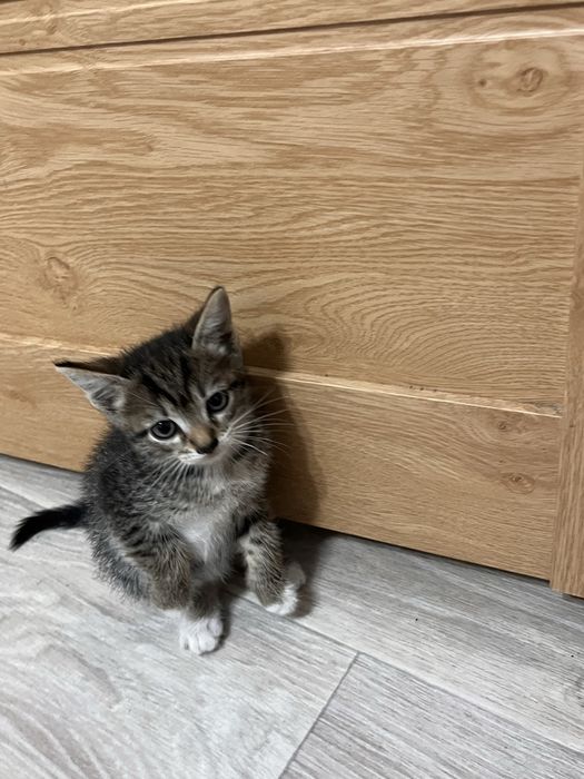 Отдам котят в добрые руки