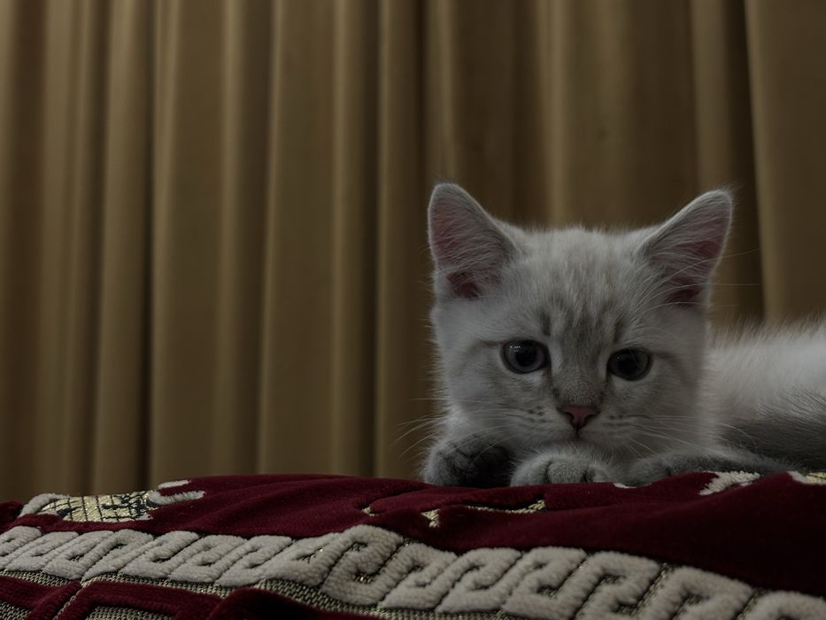 Продам очаровательного котёнка
