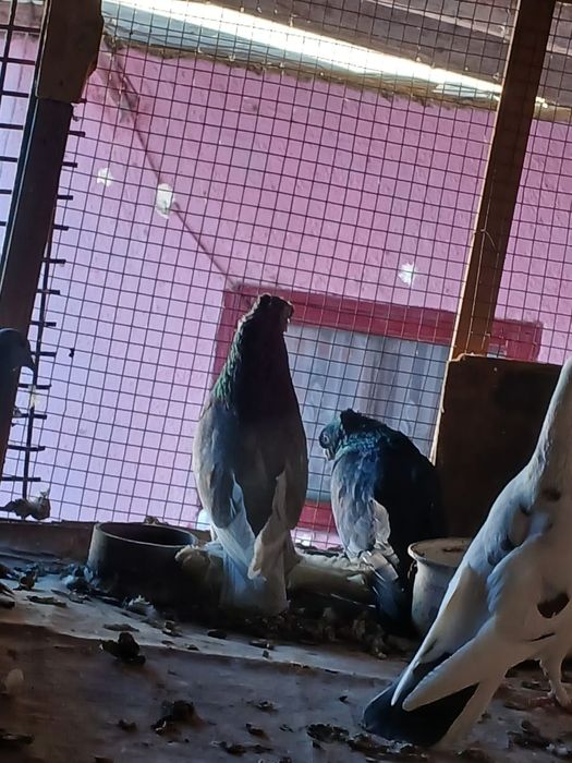 Продам голубей хорошие