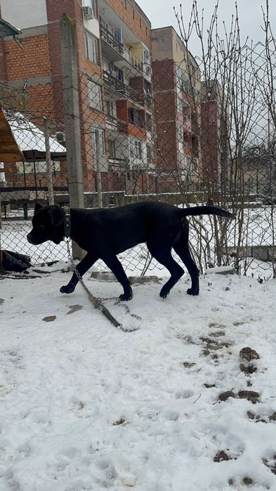 Ego Cane Corso Его Кане Корсо