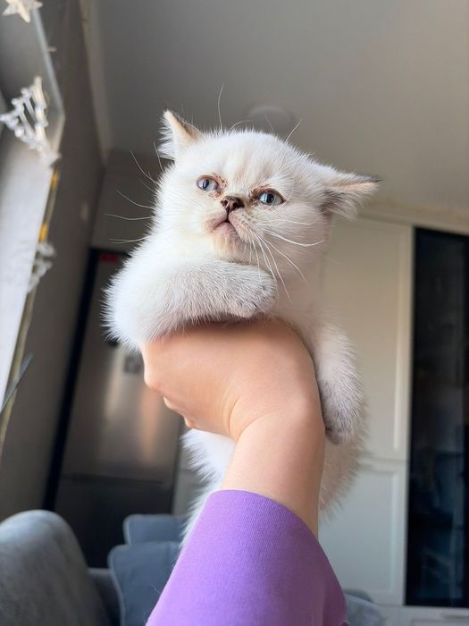 Котята Британские