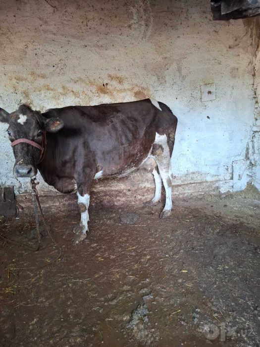 Sigir sotiladi 10 sut beradi