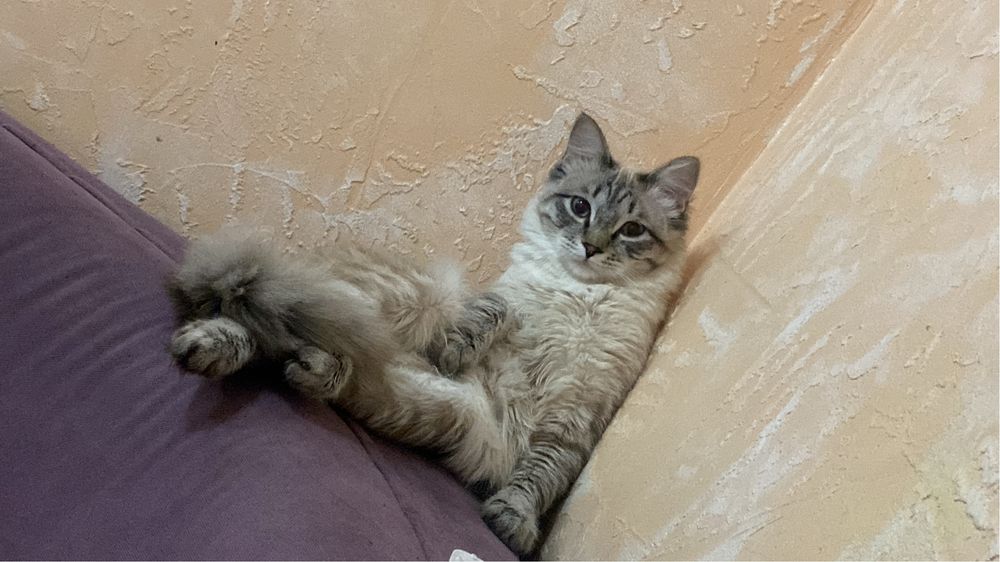 Кот в добрые руки!