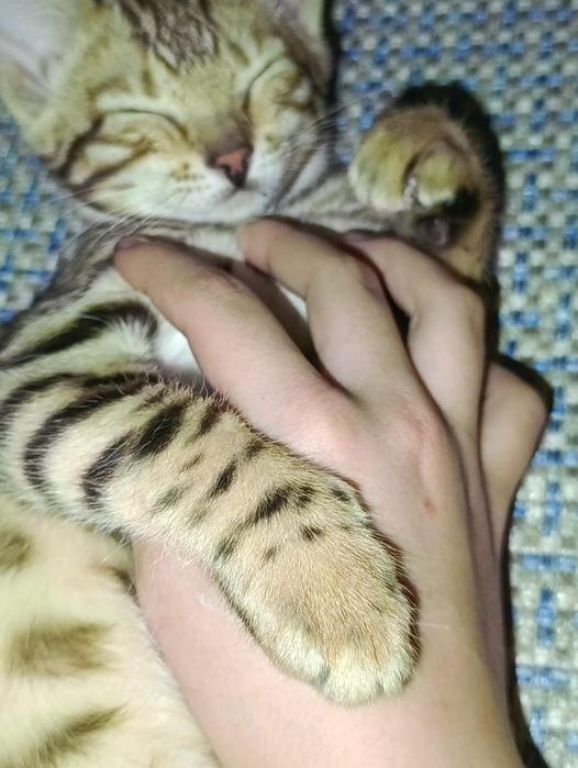 Продам котенка бенгал.