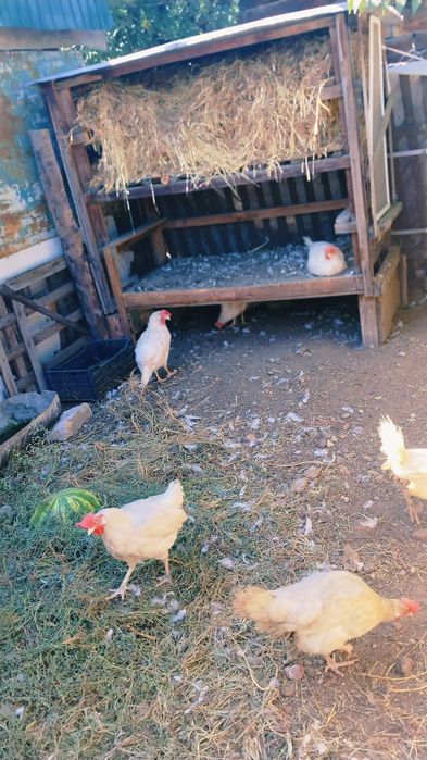курицы несушки продам