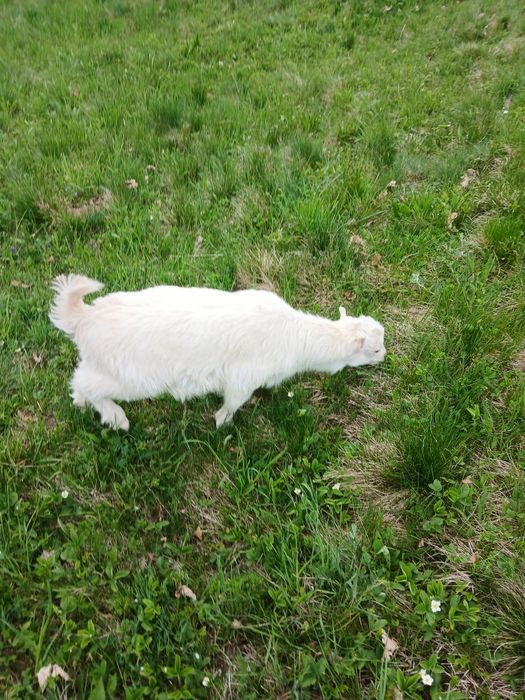 Vand ied fatat la 3 martie