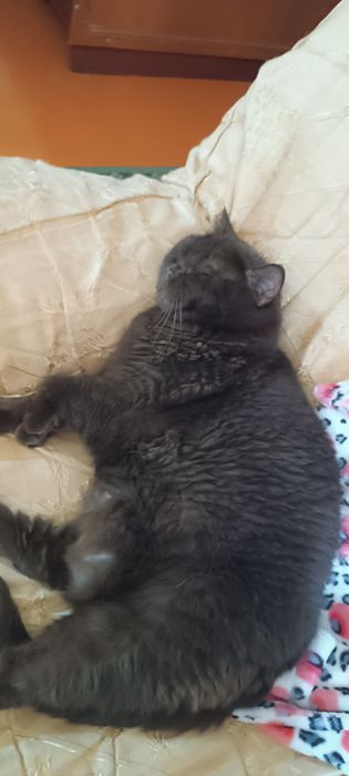 Отдам в хорошие руки