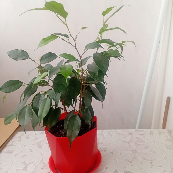 Продам цветы комнатные фикусые