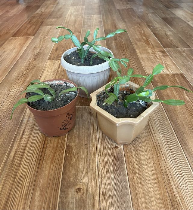 Продам цветок кактус Шлюмбергера, сингониум, хлорофитум