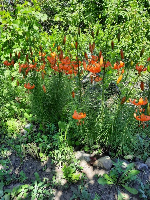 Продам дачу с/о самацветы