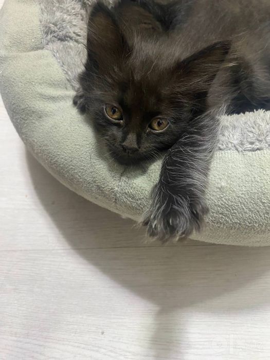 Бесплатно котята