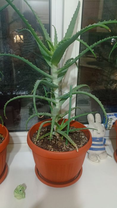 Алоэ вера 3 года