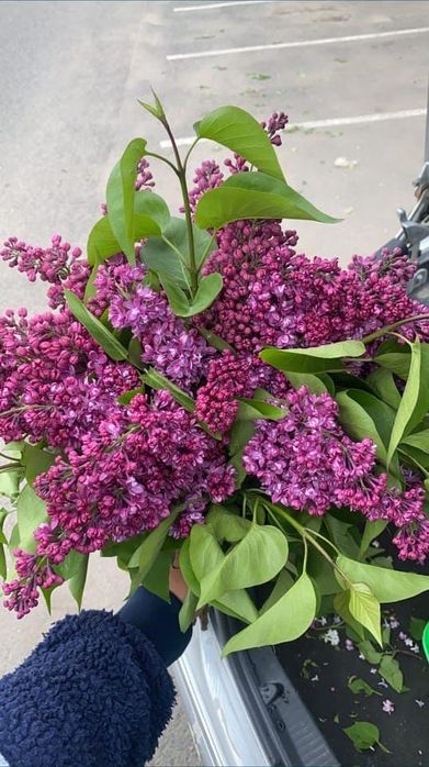 Букеты из свежей сирени