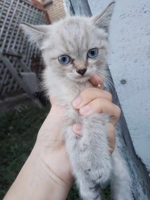Отдам котят в добрые руки