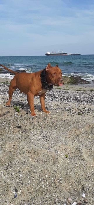 Американски питбул териер ,,Ред ноус''(American pitbull terrier Red nose)