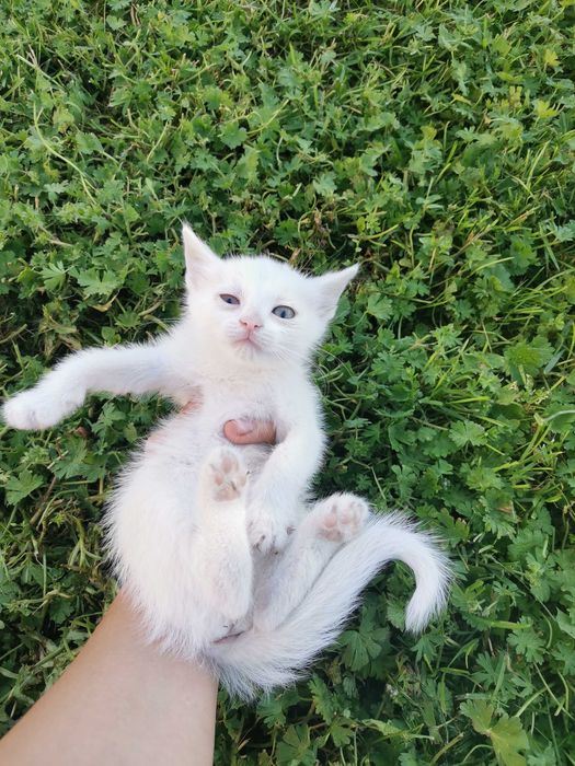 Подарявам малко бяло женско коте.  София.
