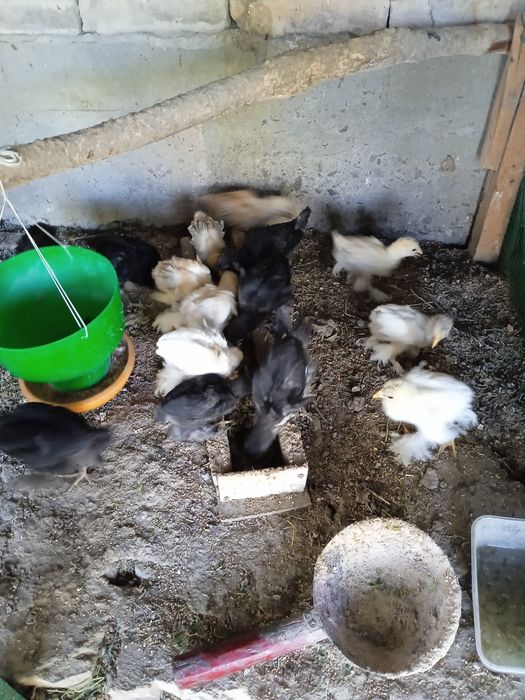 Продаются петух и цыплята