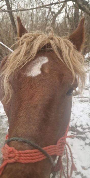 Cal de vanzare mai multe detali la numarul de telefon