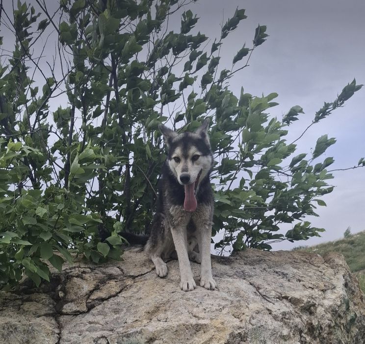 Продам сабоку прода хаски