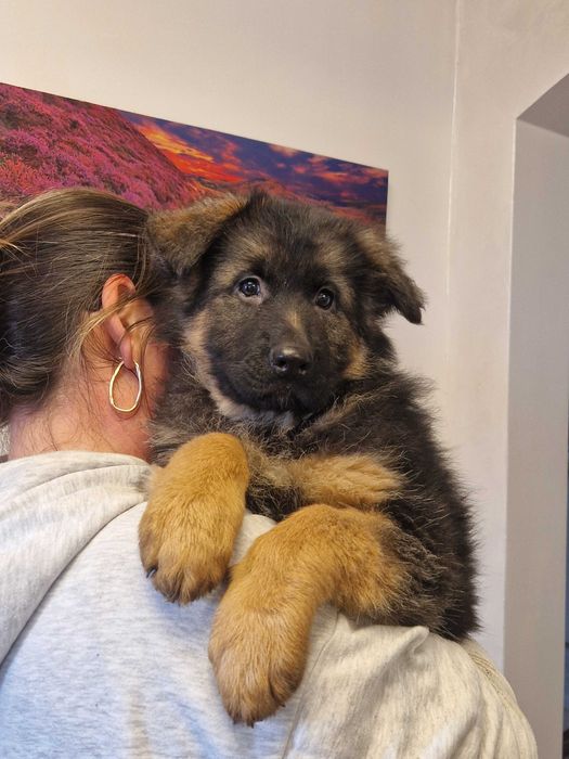 Ciobanesc German cu par lung