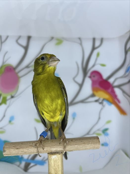 Canari rasa spaniola