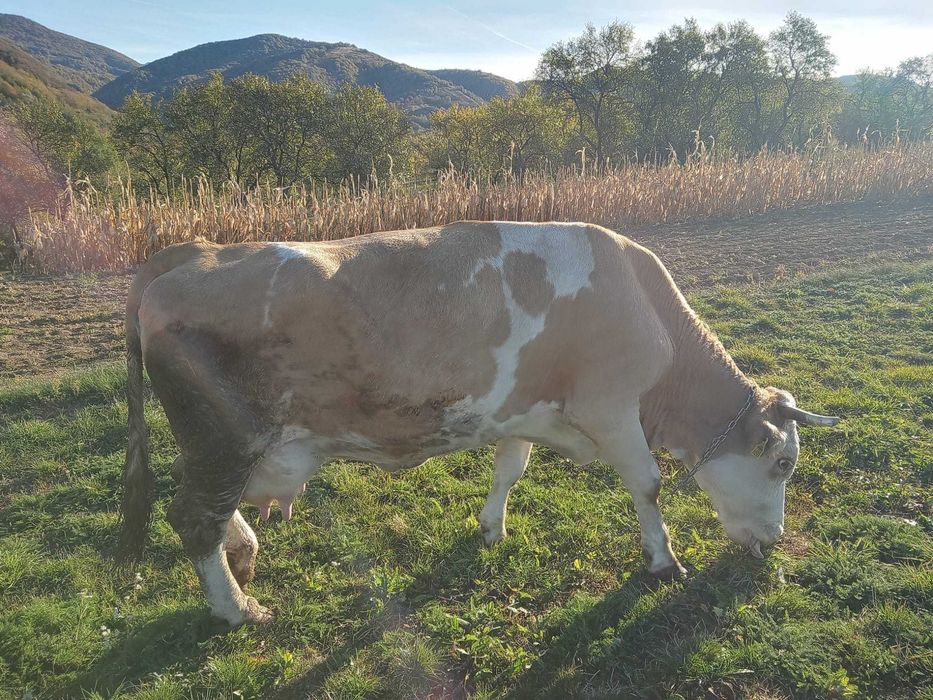 Vaca cu vitel ,varsta 6 ani