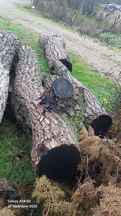 vând Bușteni de nuc