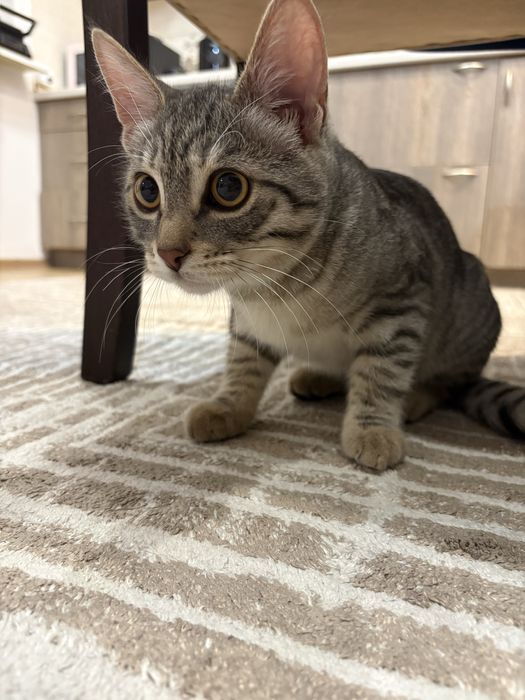 продам кошку 4,5 месяца