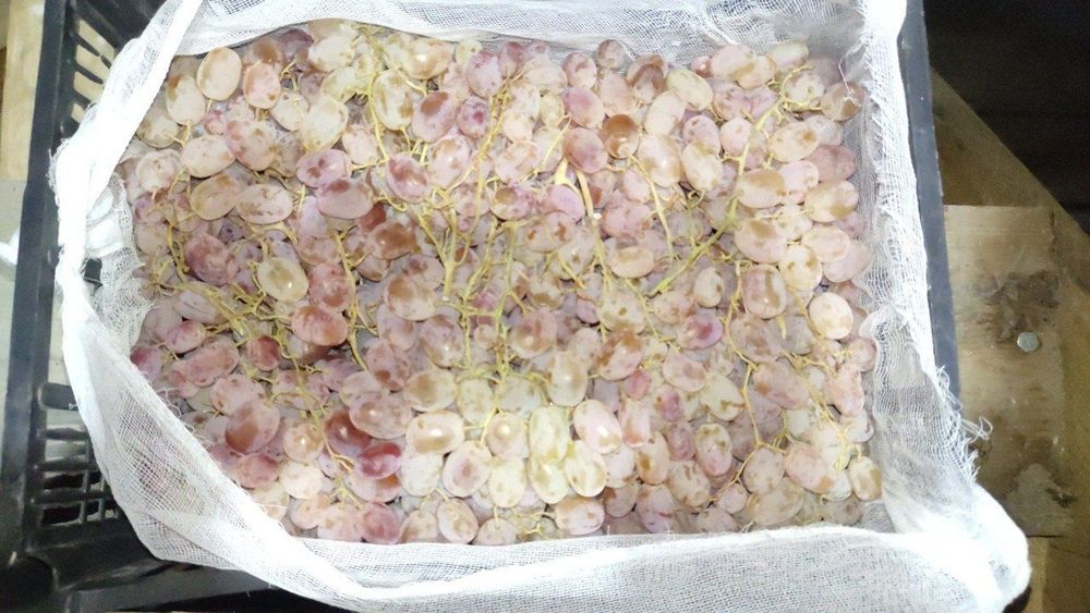 10 tona mesni toyfi uzum sotiladi