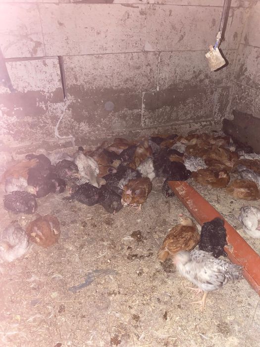 Puicuțe rasa mixta rate pekin