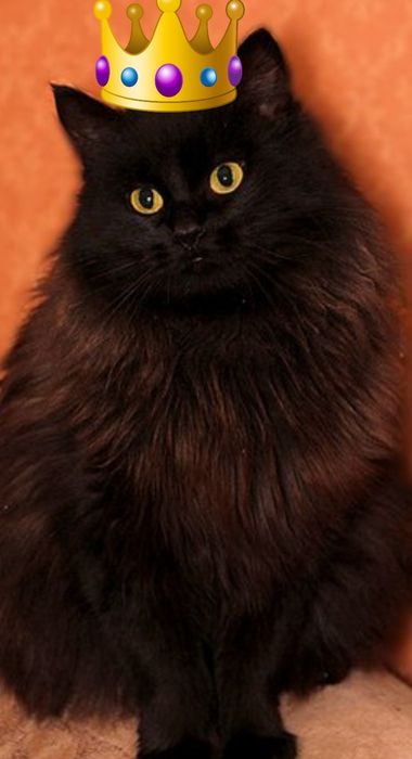 Красотка  чёрный бриллиант  7 мес девочка