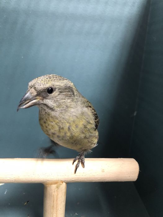 Клесты пара (самка и самец)