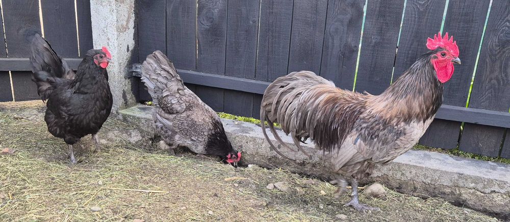 Familie Australorp 2+1 disponibilă