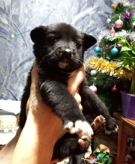 Отдам щенка, мальчик