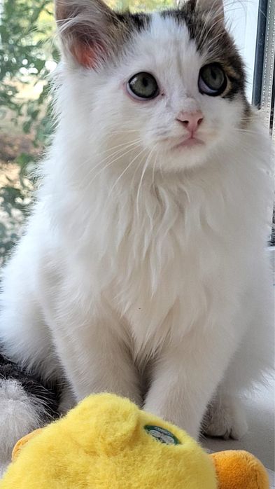 Котенок ищет дом