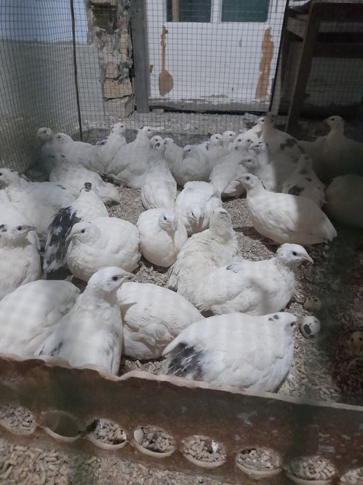 Белый Гигант Бедана гошти