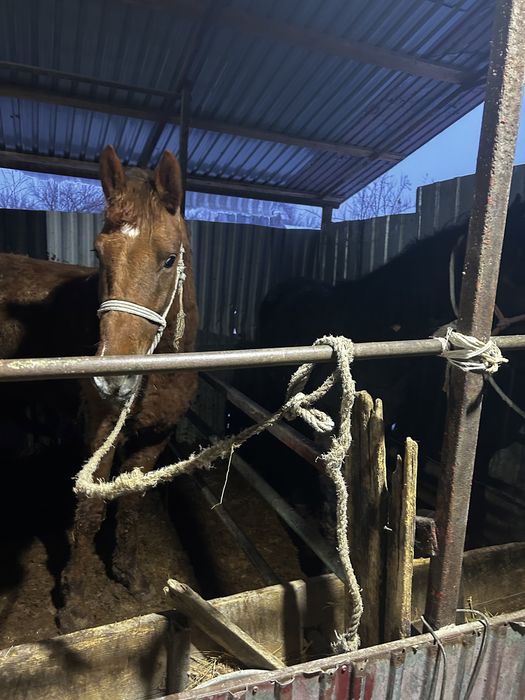 3 бас Донен 1 бас тай