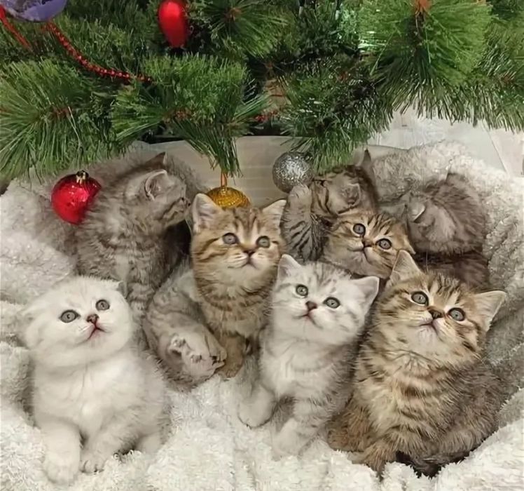 Прямоухие Котята