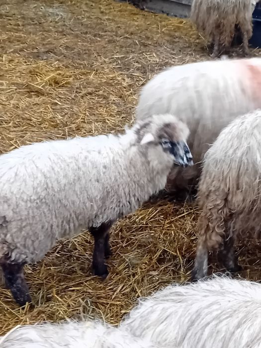 Miei  tineri 25-30 kg