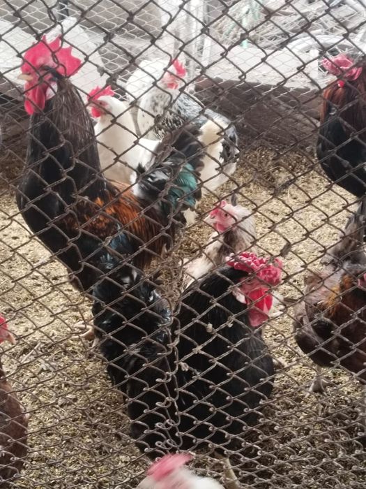 Продам петухов домашних