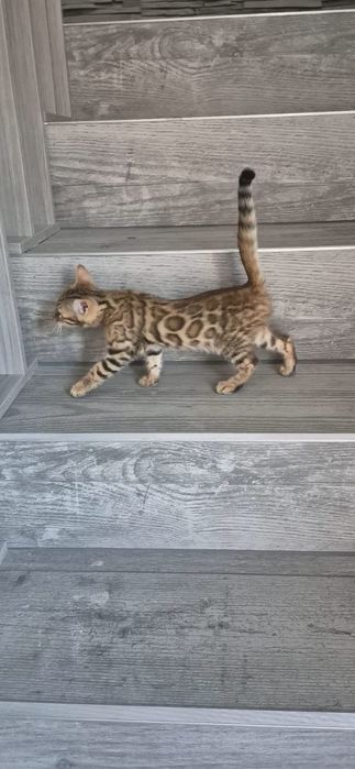 Fetita bengali,Asiguram transport!