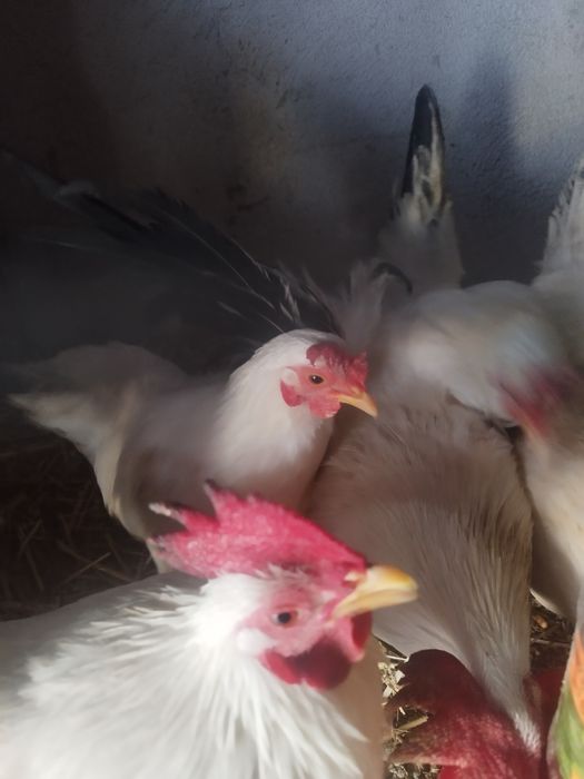 Brahma, chabo, fazan comun, rate alergatoare sau rate indiene