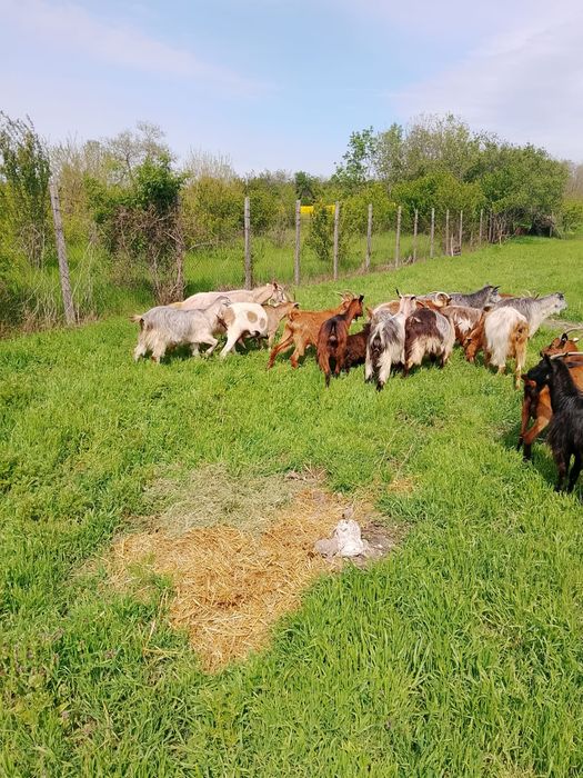 In jur de 15 capre toate mari și mulgătoare fara capre bătrâne.
