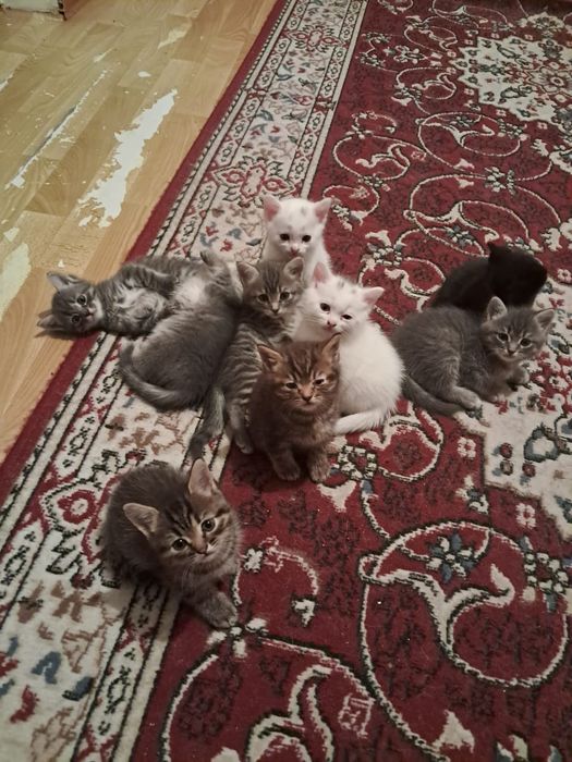 Отдам котят в добрые руки