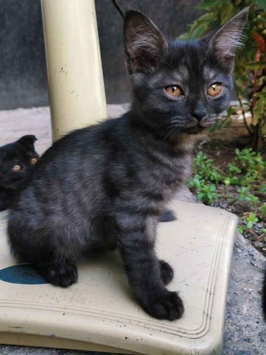 Котики шотландские